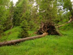 2013-07-07_Kotalm-Jochberg (157).JPG